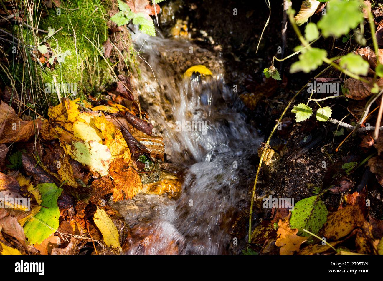 Quellwasserstrom, der im Herbst durch hell gefallene Blätter am Boden entlang fließt, frisches natürliches Wasser Stockfoto