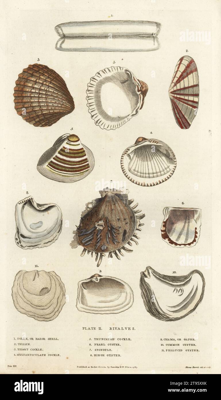 Zwei Klappen: solen- oder Rasierschale 1, Tellen 2, Herzkacke 3, Multiartikulatkle 4, Stumpfkacke 5, pearl Oyster 6, Spondyle 7, Scharnieroyster 8, chama oder Gaper 9, gewöhnliche Auster 10, Pellucid Oyster 12. Handkolorierter Kupferstich von Moses Harris aus William Frederic Martyn’s A New Dictionary of Natural History, Harrison, London, 1785. Pseudonym von William Fordyce Mavor, schottischer Priester, Lehrer und Schriftsteller, 1758-1837. Stockfoto