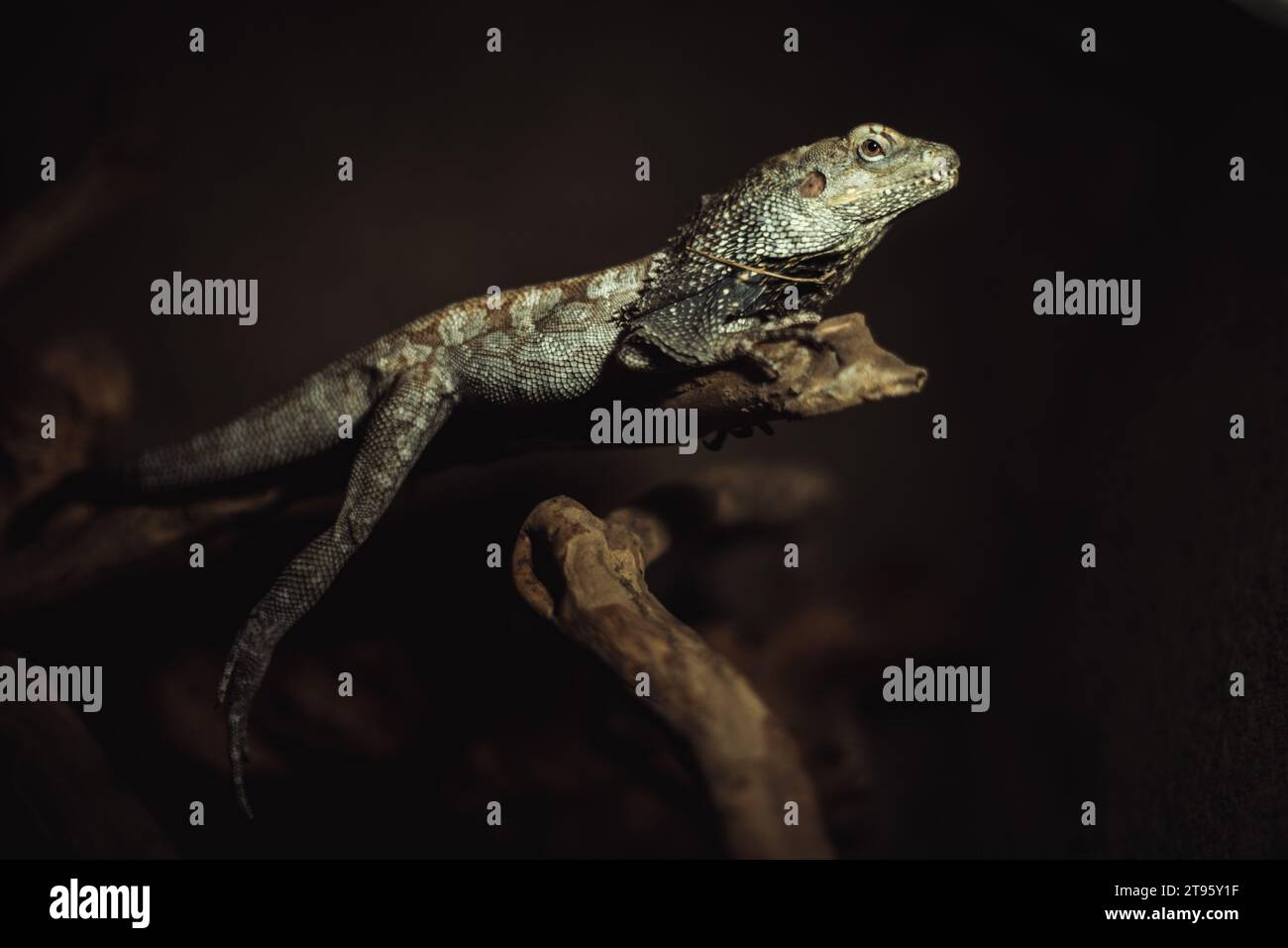 Porträt einer Eidechse in einem Zoo auf Bali. Hochwertige Bilder Stockfoto