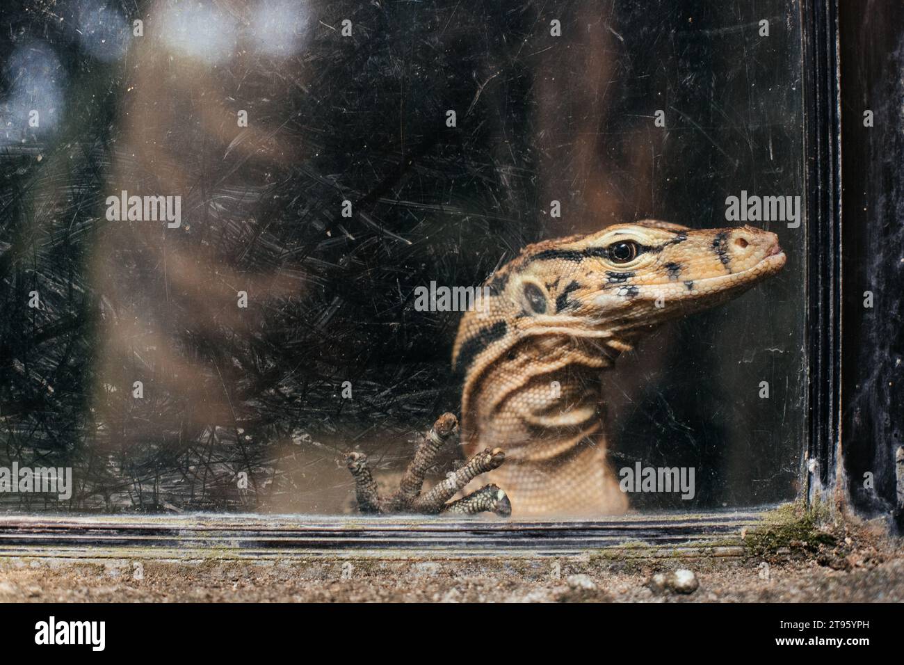 Traurige Eidechse hinter Glas im Zoo. Qualitativ hochwertiges Bild Stockfoto