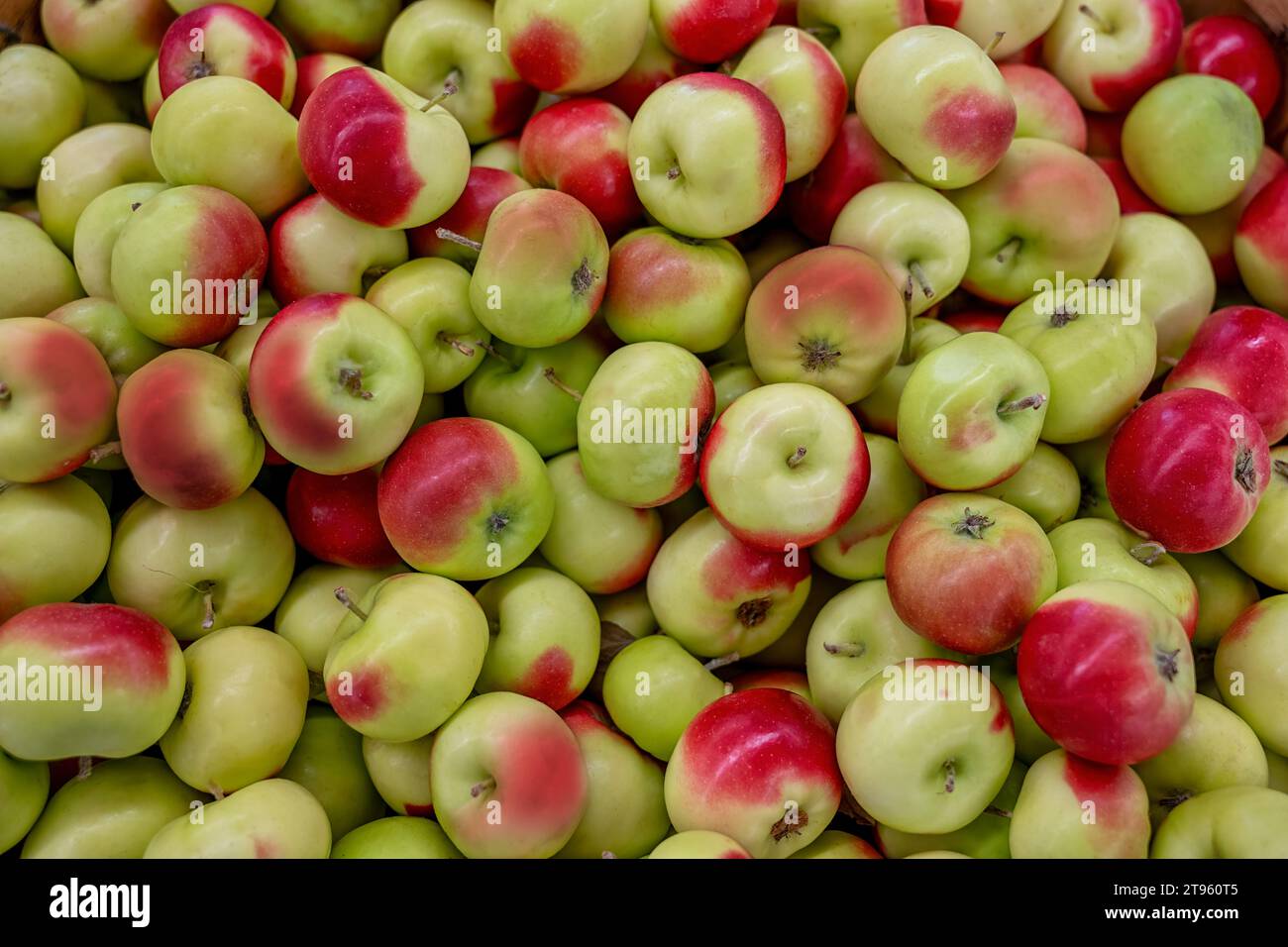API oder der Lady Apfel, rote und grüne Bio-Gruppe von Äpfeln. Stockfoto