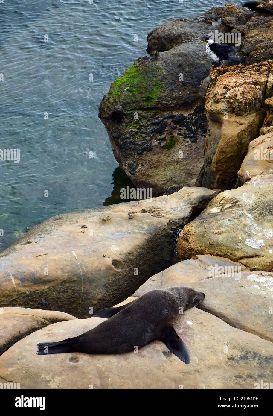 neuseeländische Seehunde und ein Kormoran an den Klippen über dem Ozean am Sag Point, nahe palmerston an der otago-Küste der Südinsel neuseelands Stockfoto