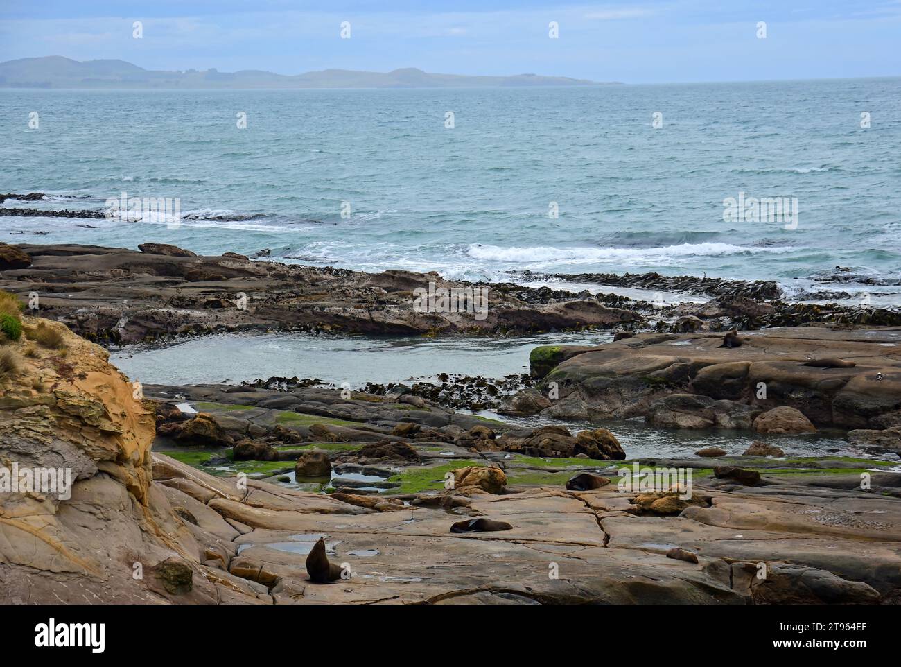 neuseeländische Pelzrobben und Kormorane an der felsigen Küste von Sag Point in der Nähe von palmerston an der otago-Küste der Südinsel neuseelands Stockfoto