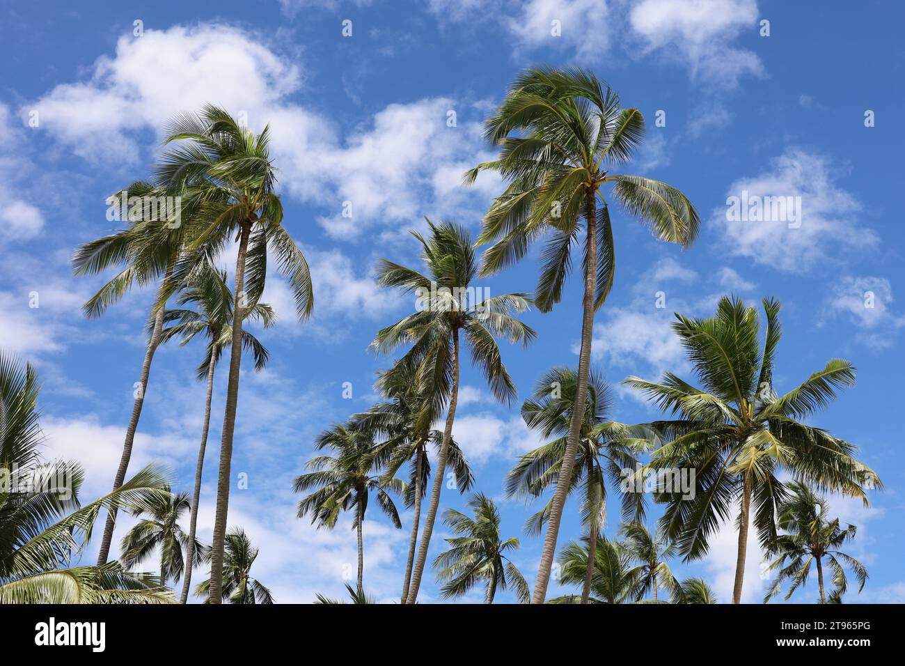 Kokospalmen auf blauem Himmel und weißen Wolken. Tropischer Strand, paradiesische Natur an sonnigen Tagen Stockfoto
