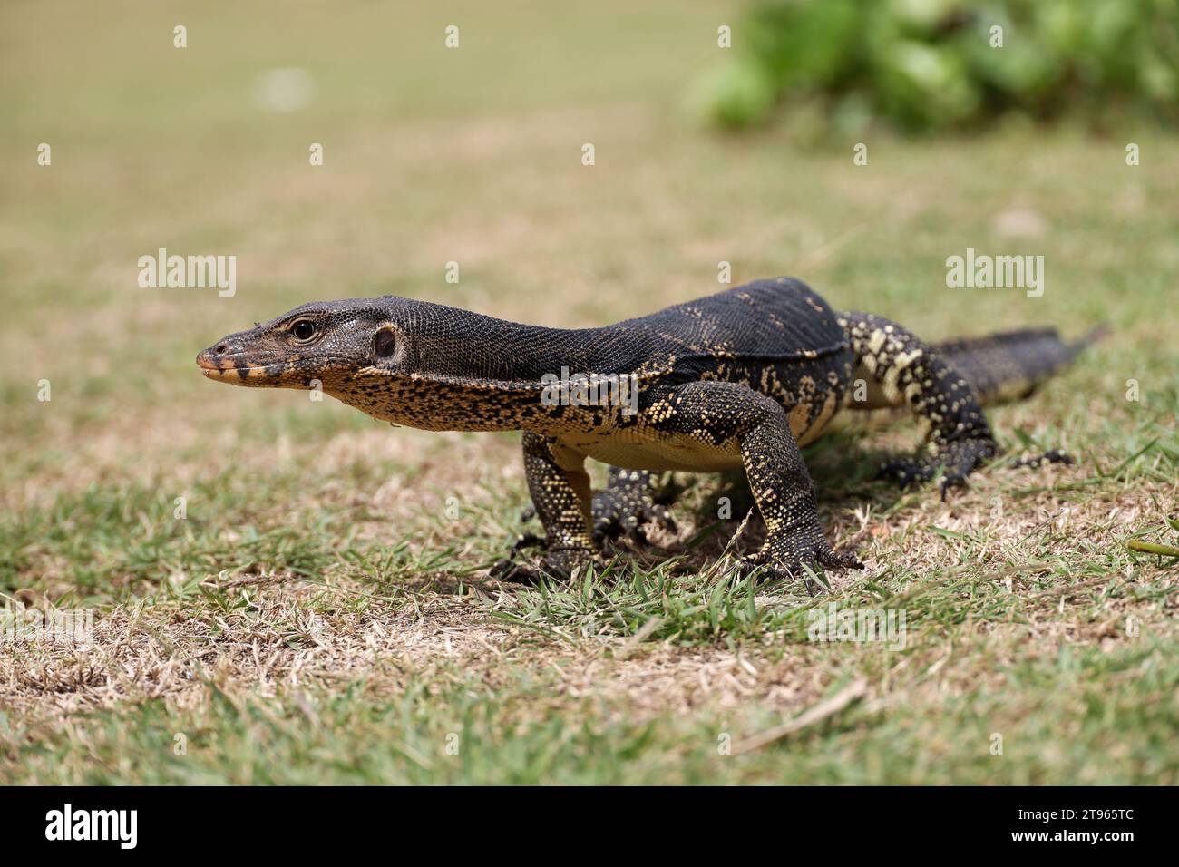 Porträt einer gestreiften Monitoreidechse oder eines Wassermonitors (Varanus salvator) auf einem Gras Stockfoto
