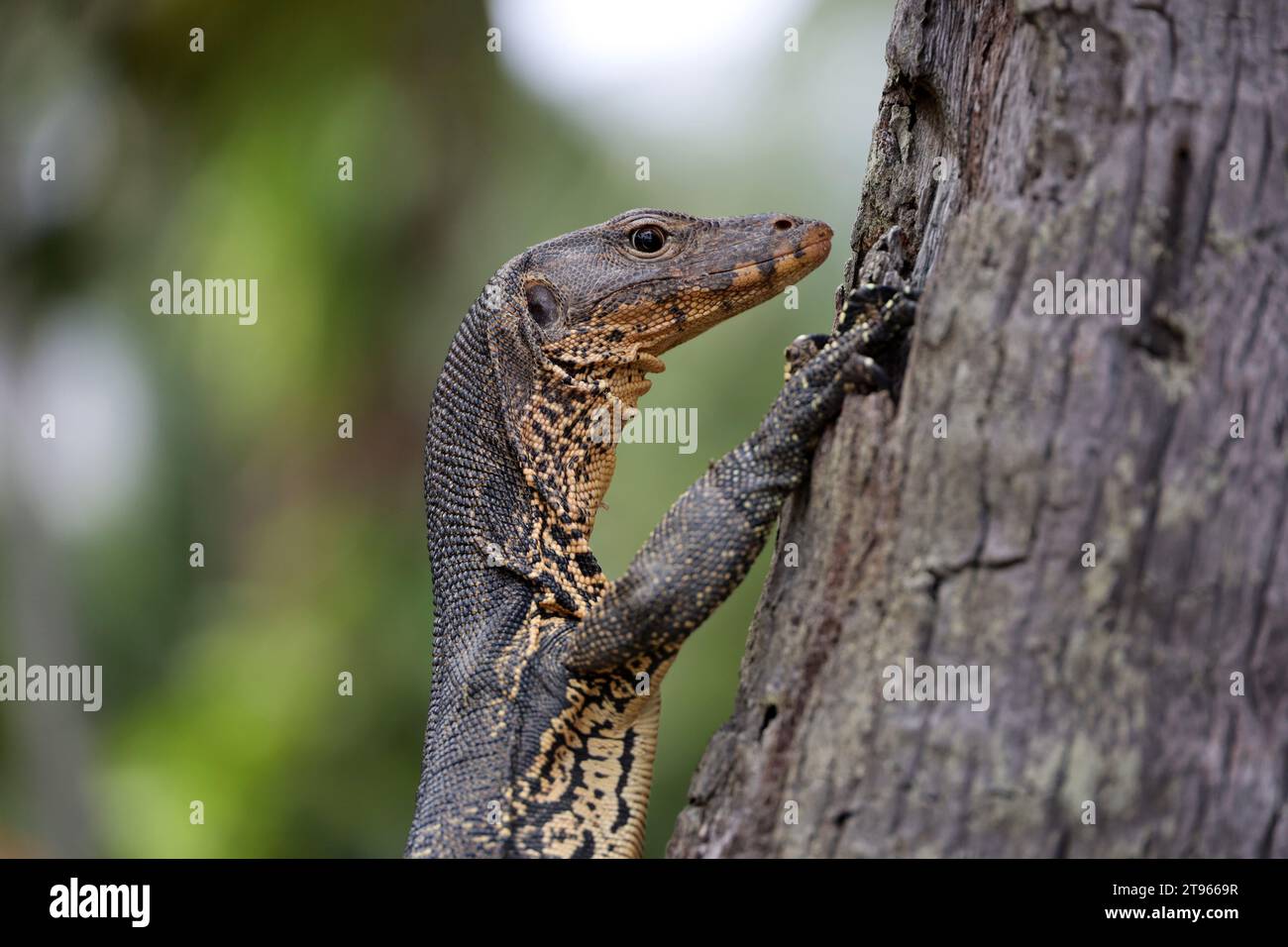 Porträt einer gestreiften Monitoreidechse oder eines Wassermonitors (Varanus salvator) auf einem Palmenstamm Stockfoto
