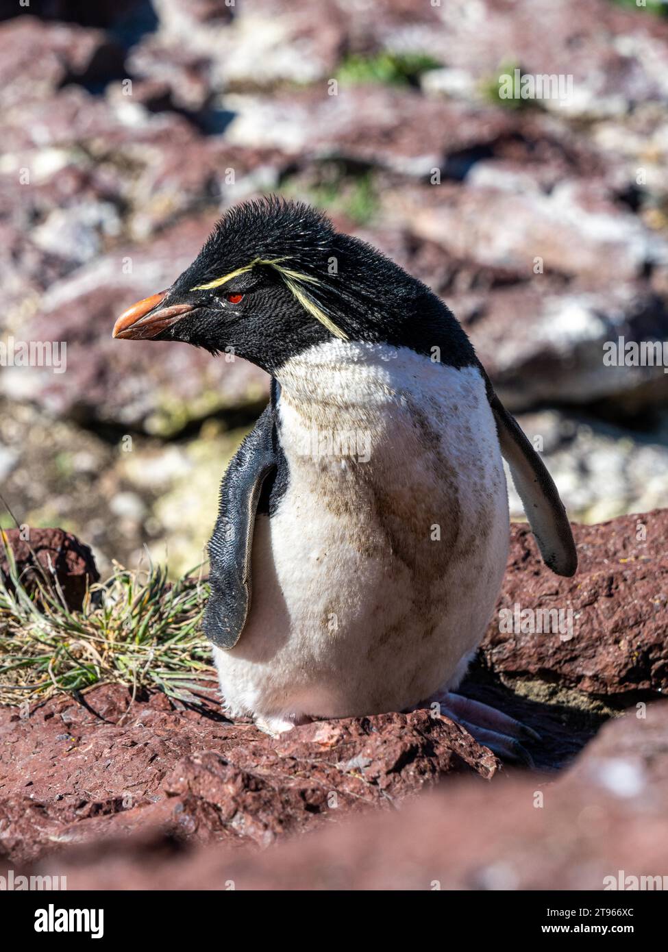 Südlicher Steinhopper-Pinguin (Eudyptes chrysocome), bedrohliche Arten, Inselreservat, Puerto Deseado, Provinz Santa Cruz, Argentinien Stockfoto