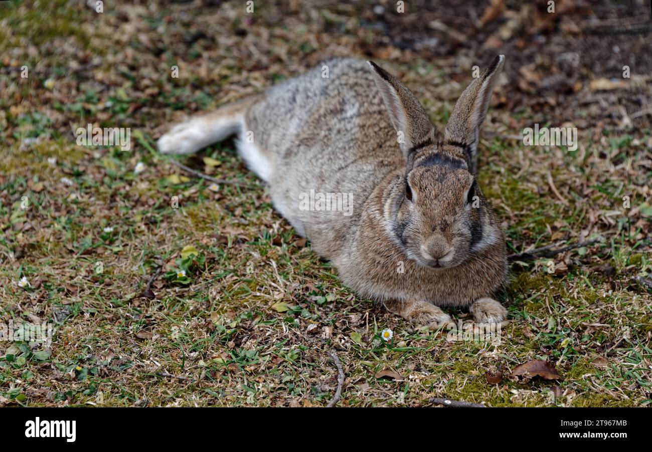 Ein Kaninchen ist entspannend, aber seine Ohren bewegen sich immer weiter und hören zu, was um ihn herum vor sich geht Stockfoto