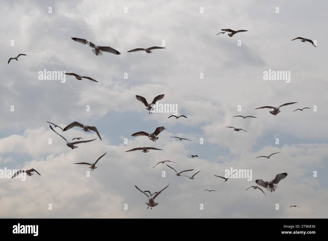 Eine Schar Möwen, die am Himmel skaten Stockfoto