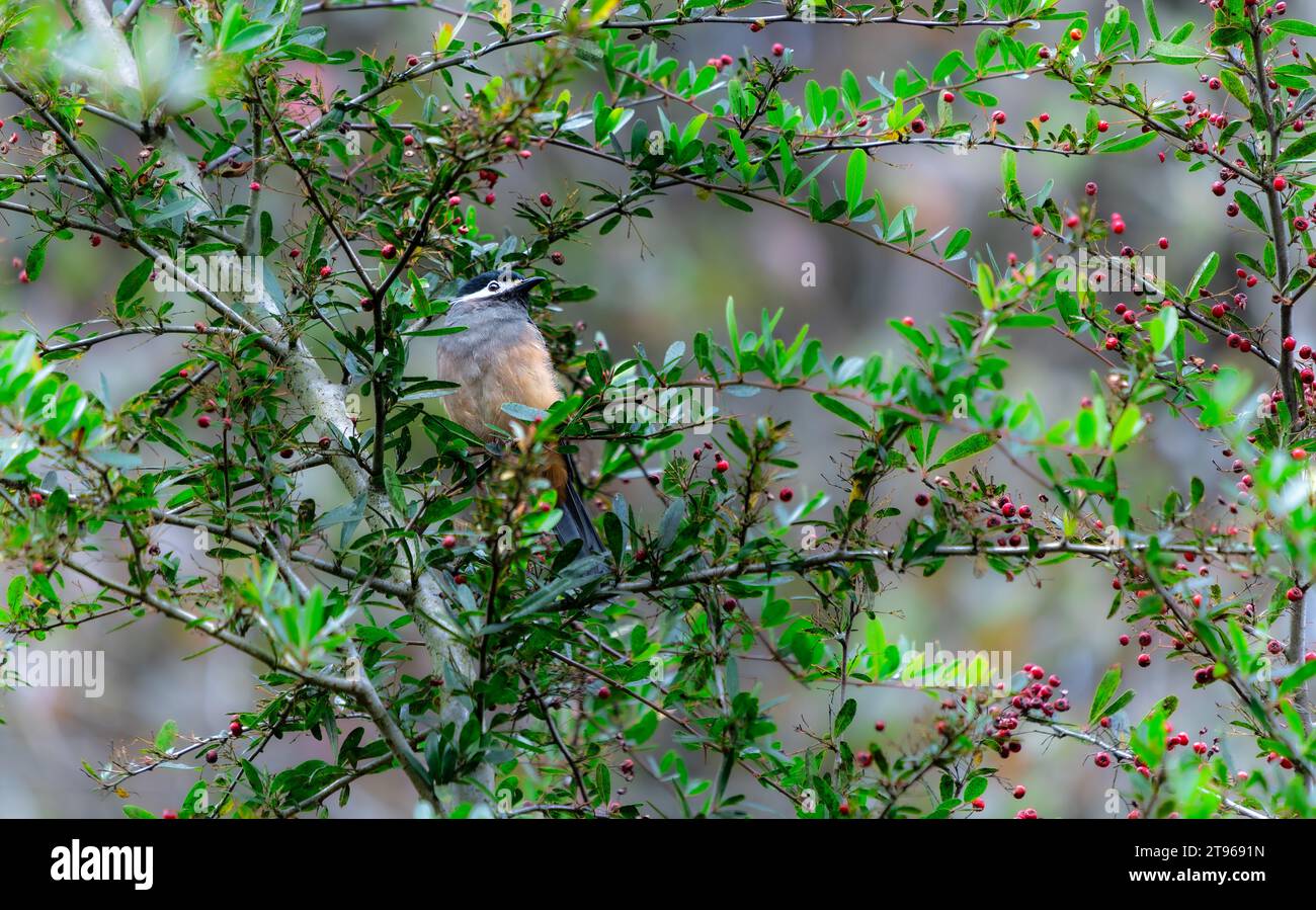 Ein weißohriges Sibia steht auf einem pyracantha-Zweig, der mit roten Beeren bedeckt ist. Heterophasia auricularis. Sun-Link-Sea Forest and Nature Resort in Taiwan. Stockfoto