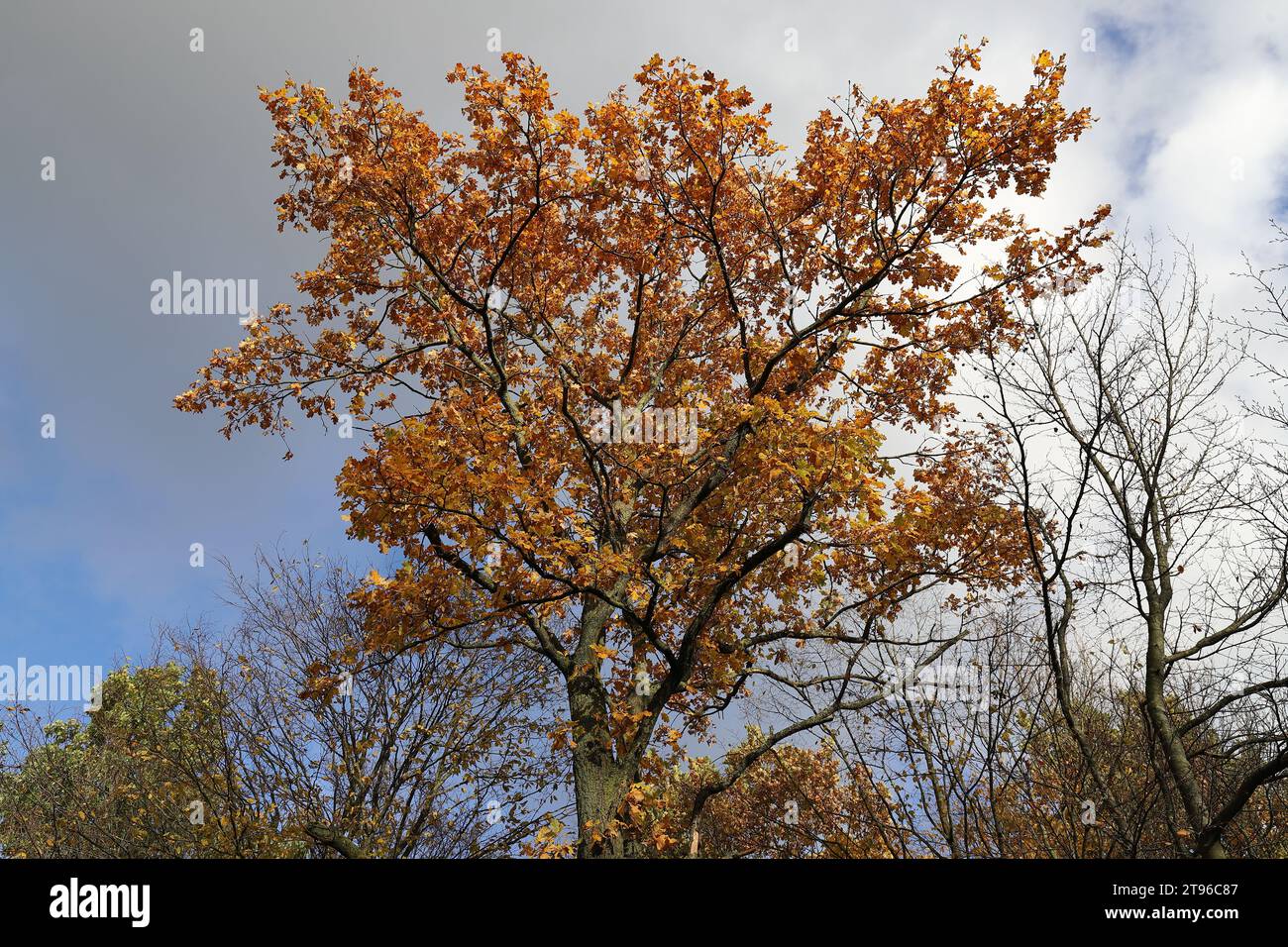 Blick auf eine wunderschöne goldgelbe Eichenkrone im Herbst vor einem bewölkten blauen Himmel Stockfoto