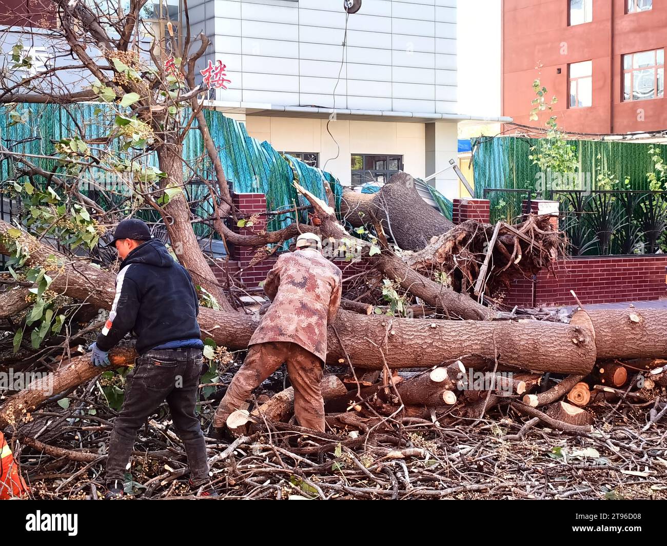 PEKING, CHINA - 23. NOVEMBER 2023 - Ein 100 Jahre alter Baum wurde von starken Winden niedergeblasen und beschädigte die Mauern eines Innenhofs und einige Fahrzeuge in Beijin Stockfoto