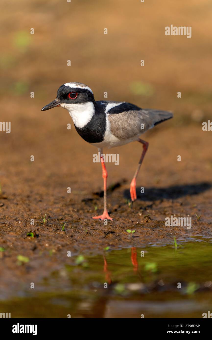 Rattenpfeifer (Hoploxypterus cayanus) an Land im tropischen Pantanal, Mato Grosso, Brasilien, Bild am 7. August 2012. (CTK Foto/Ondrej Zaruba) Stockfoto