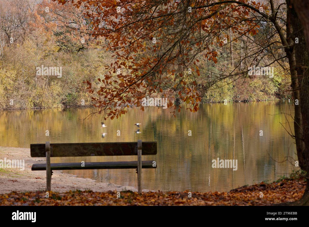 22.11.2023 Herbststimmung am Erlensee mit Bank zum Ausruhen und Genießen des Ausblickes von Laubfärbung Spiegelung auf Wasseroberfläche Bickenbach Hessen Deutschland *** 22 11 2023 Herbststimmung am Erlensee mit Bank zum Ausruhen und Genießen des Anblicks auf Blattfärbung Reflexion auf Wasseroberfläche Bickenbach Hessen Deutschland Credit: Imago/Alamy Live News Stockfoto 22.11.2023 Herbststimmung am Erlensee mit Bank zum Ausruhen und Genießen des Ausblickes von Laubfärbung Spiegelung auf Wasseroberfläche Bickenbach Hessen Deutschland *** 22 11 2023 Herbststimmung am Erlensee mit Bank zum Ausruhen und Genießen des Anblicks auf Blattfärbung Reflexion auf Wasseroberfläche Bickenbach Hessen Deutschland Credit: Imago/Alamy Live News Stockfoto