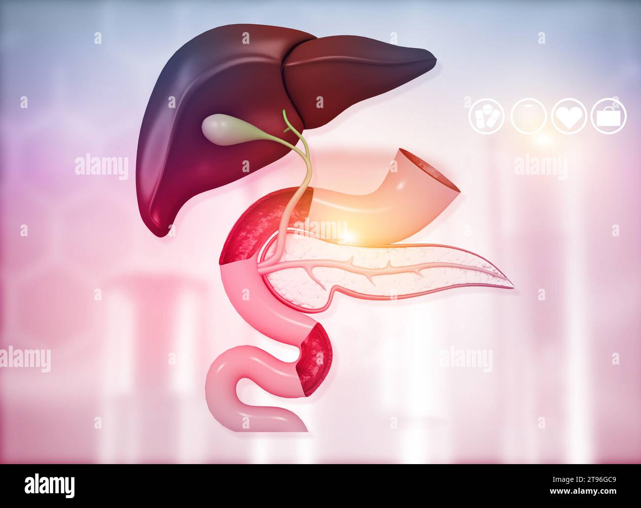 Anantomie der Leber-Magen-Pankreas-Gallenblase und Milz auf medizinischem Hintergrund. 3D-Abbildung Stockfoto