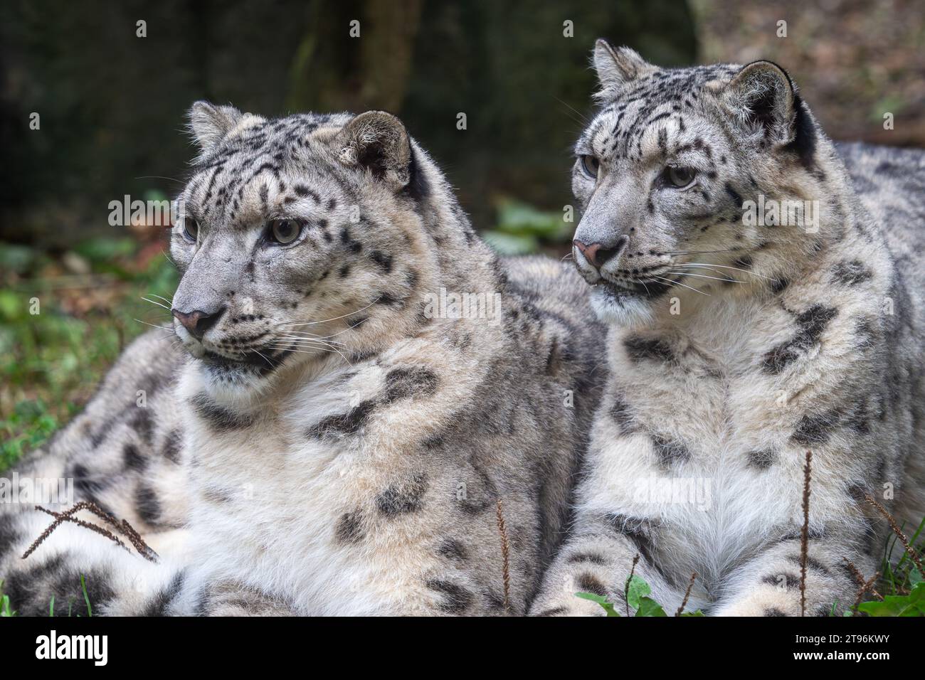 Paar Schneeleoparden (Panthera uncia) Stockfoto