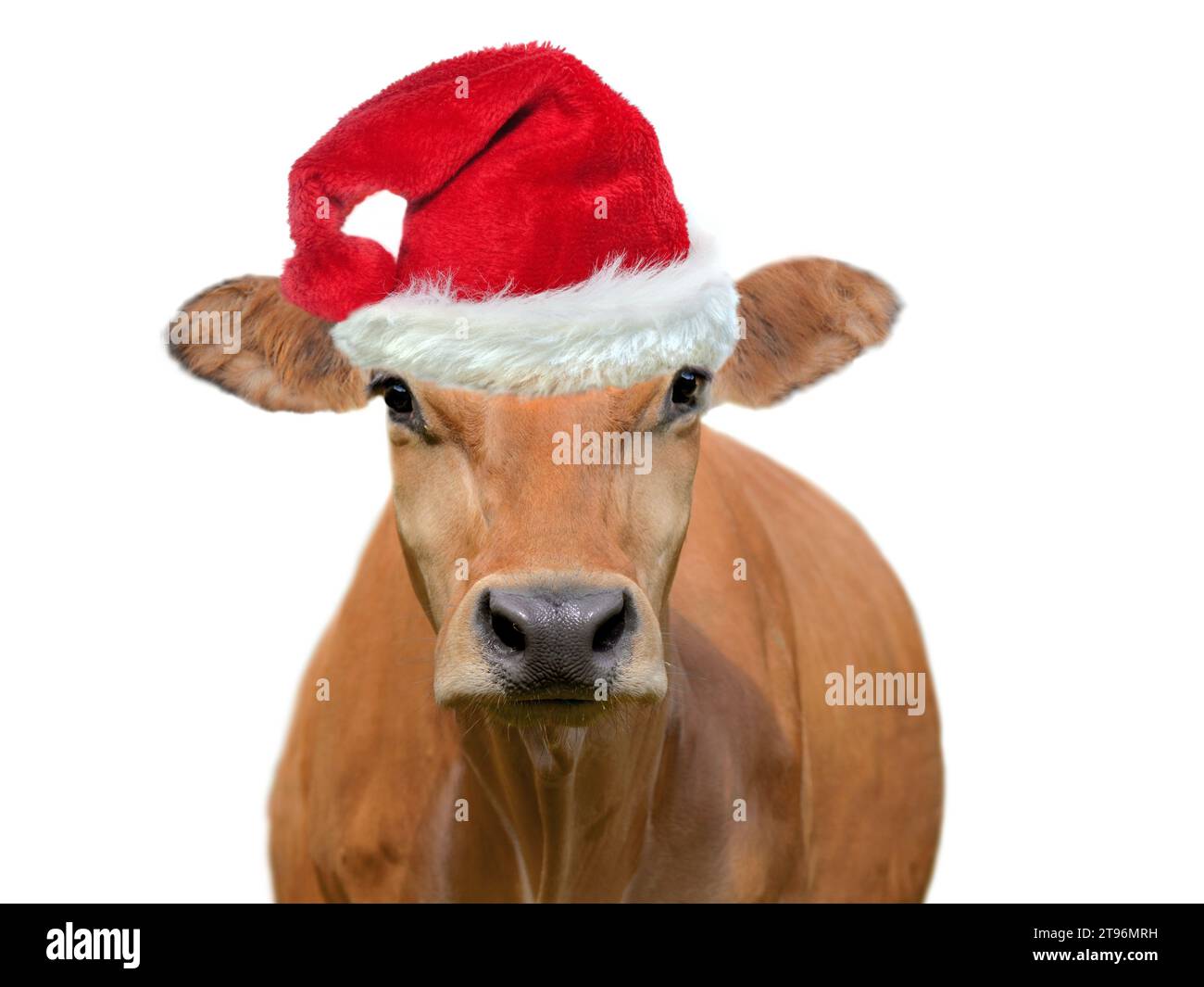 Lustiges Porträt einer braunen Kuh, die einen santa claus Hut trägt, isoliert auf weißem schwarzem Grund Stockfoto