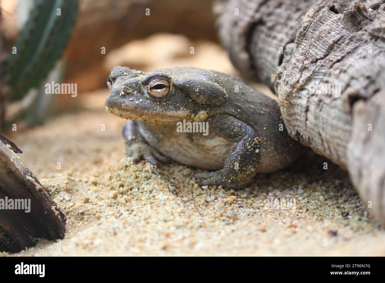 Die Colorado River Kröte (Incilius alvarius), auch bekannt als Sonoran Desert Kröte, findet sich im Norden Mexikos und im Südwesten der USA Stockfoto