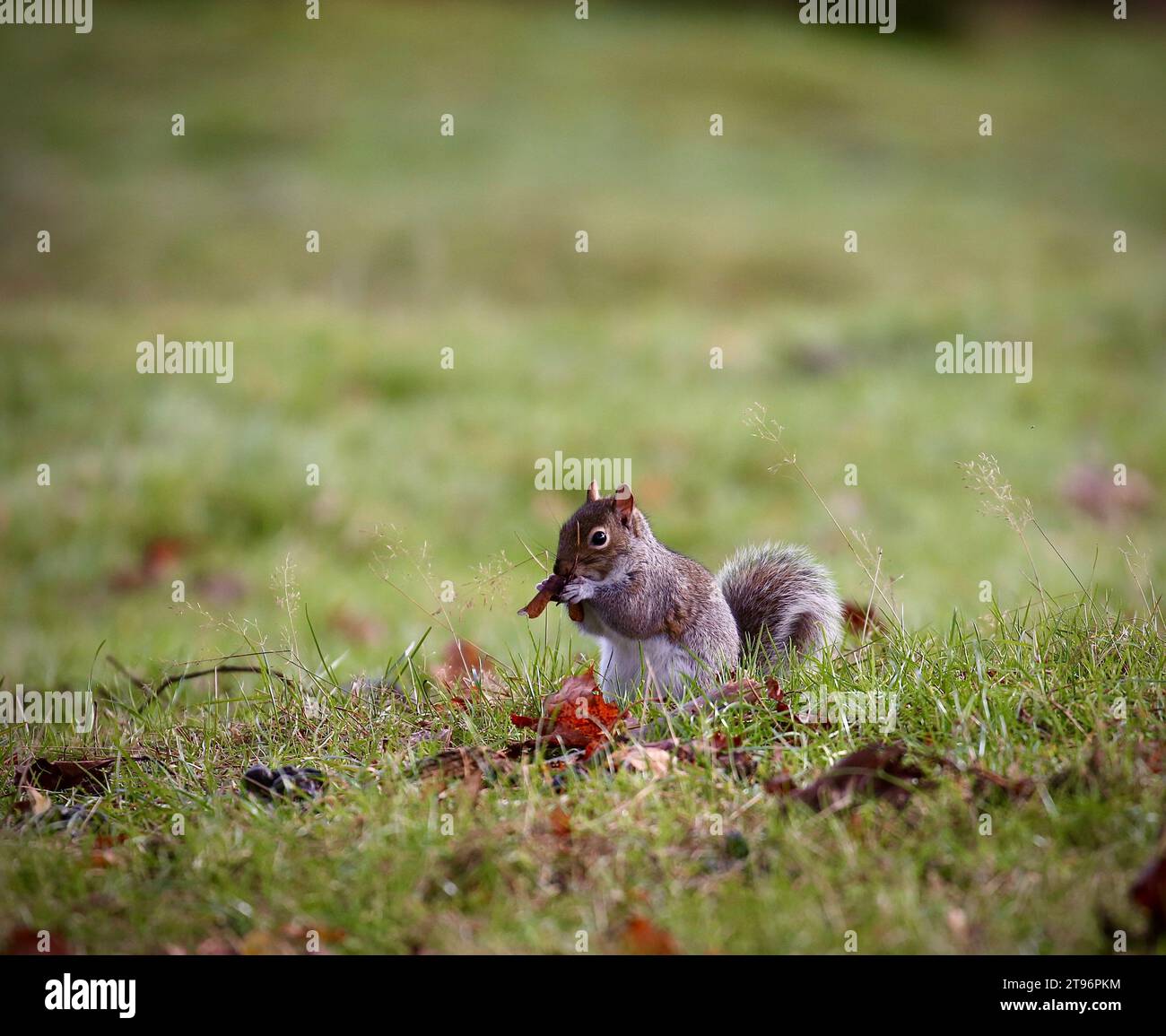 Grauhörnchen Stockfoto