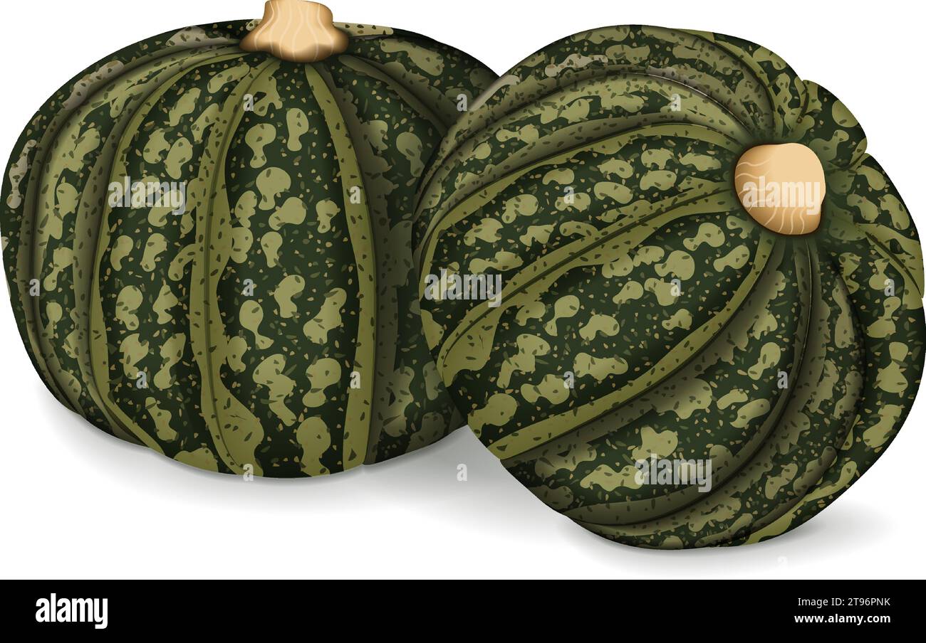 Eine Gruppe von Kabocha-Kürbissen im Winter. Kastanienkürbis. Cucurbita maxima. Obst und Gemüse. Isolierte Vektordarstellung. Stock Vektor