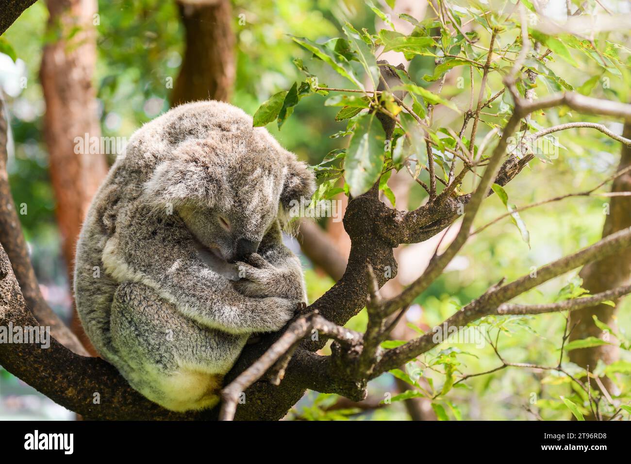 Koala-Bär schläft an einem Tag in Australien auf dem Baum Stockfoto