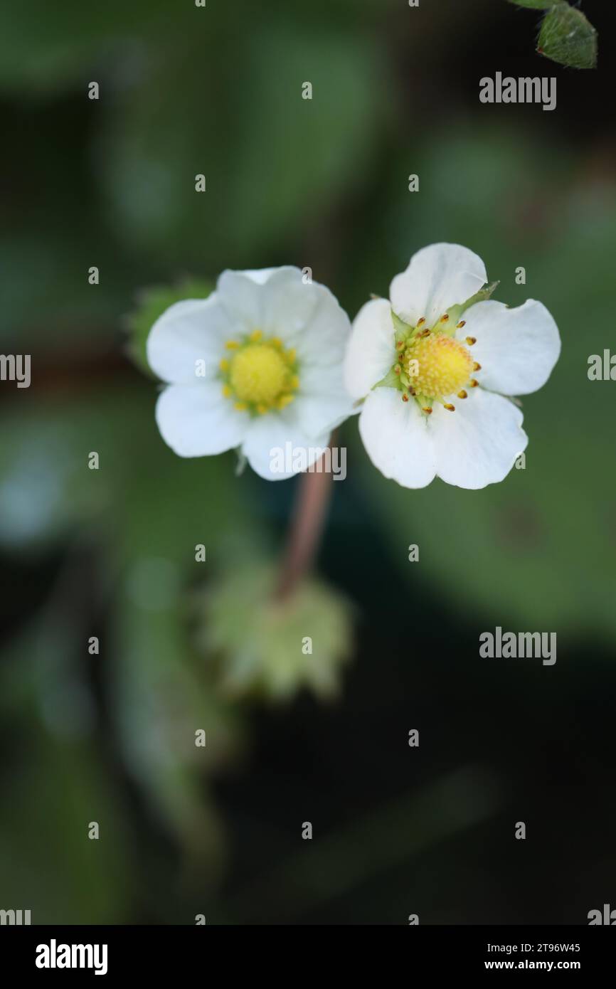 Muster weißer Blüten auf der Wiese im Sommer Stockfoto