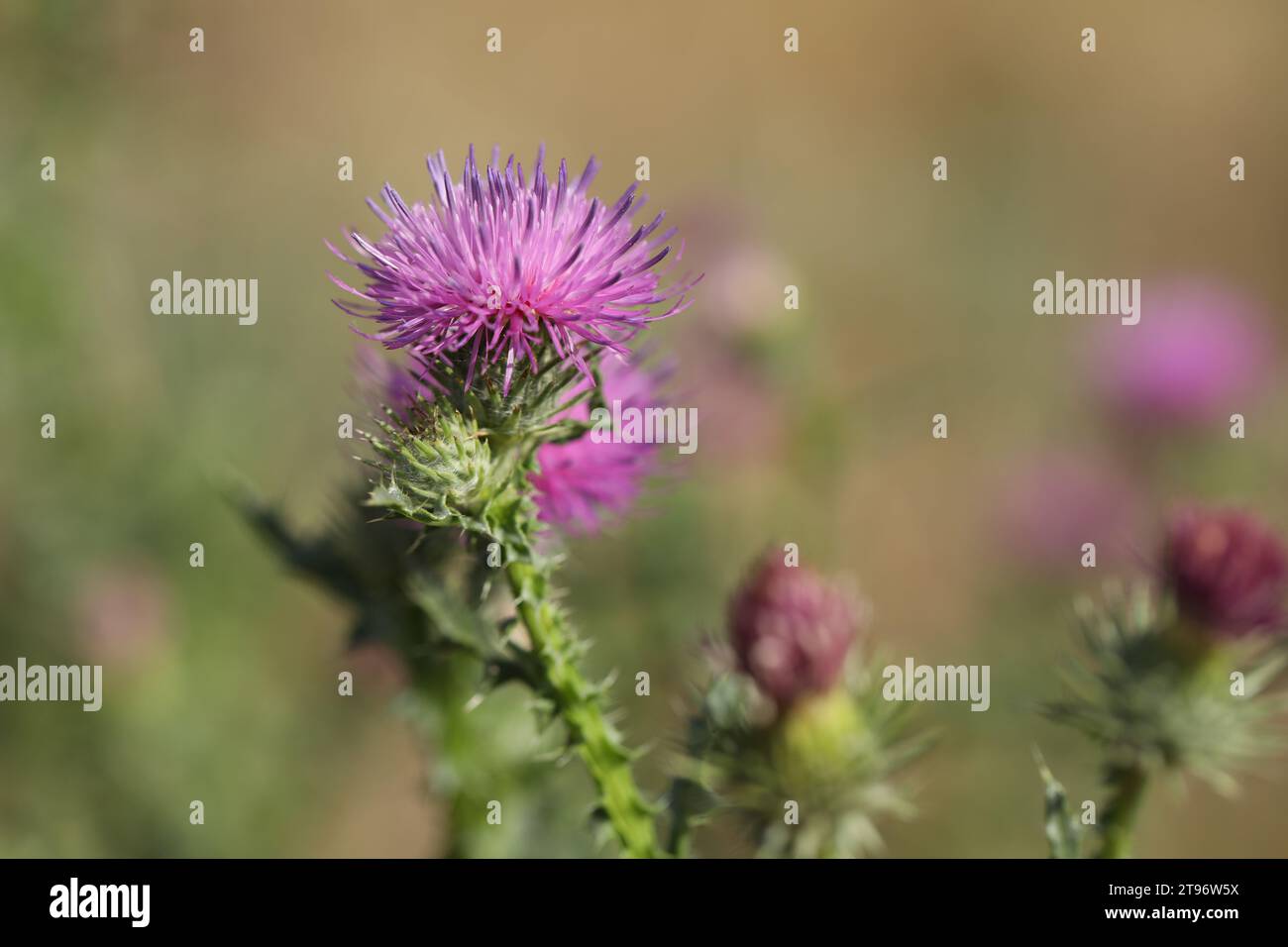 Milchblüten aus nächster Nähe Stockfoto