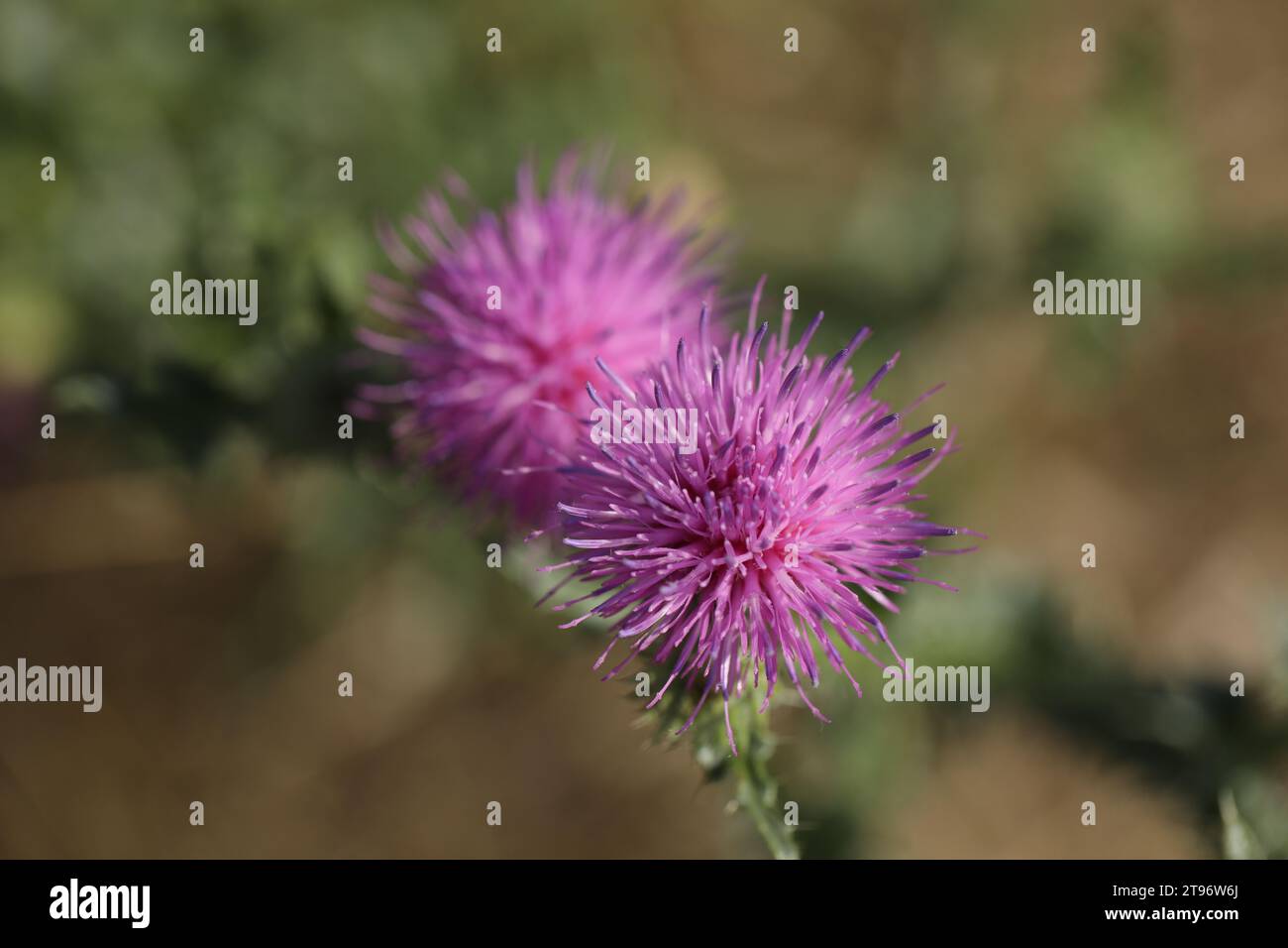 Milchblüten aus nächster Nähe Stockfoto