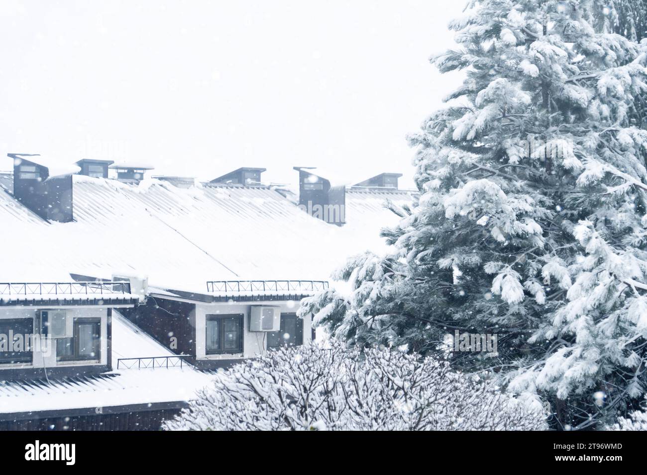 Schneebedeckte Winterbäume stehen neben dem Haus. Stockfoto