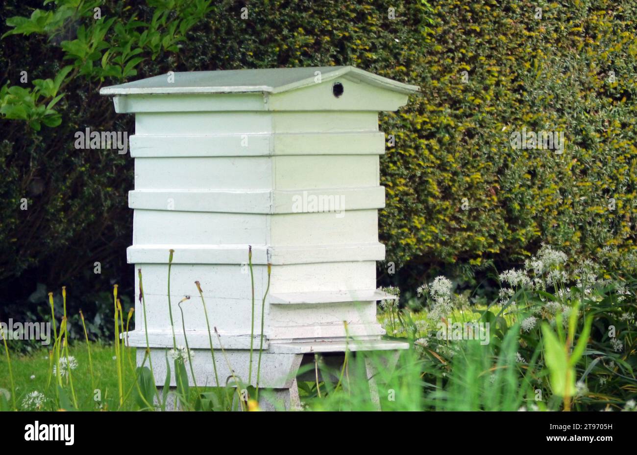 Wooden Bee Hive auf einem Rasen zwischen den Topiary Bäumen in Levens Hall & Gardens, Kendal, Lake District National Park. Cumbria, Großbritannien. Stockfoto