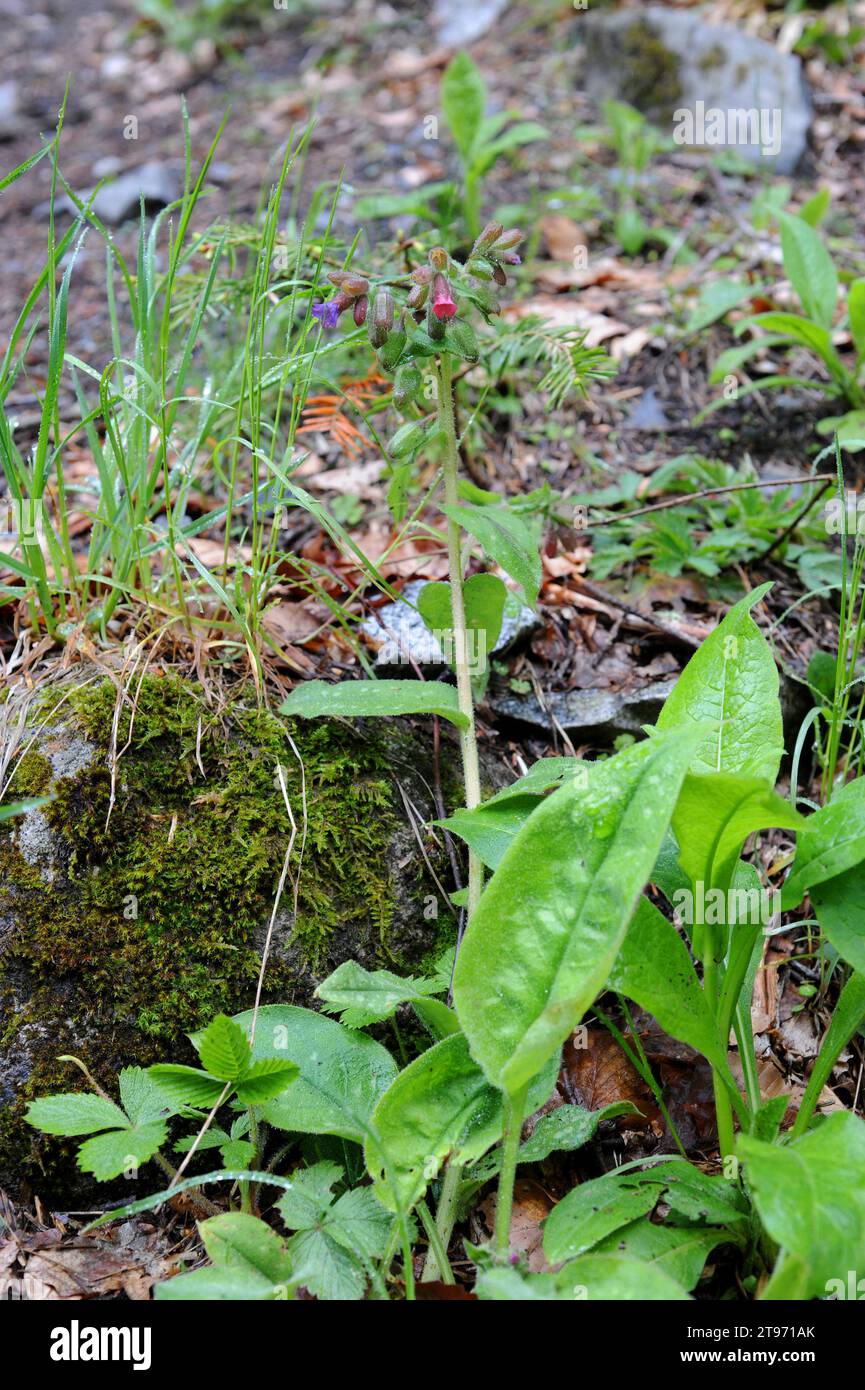 Das schmalblättrige Lungenkraut (Pulmonaria longifolia) ist ein mehrjähriges Kraut aus Westeuropa. Dieses Foto wurde in Val Aran, Lleida, Katalonien, Spai gemacht Stockfoto