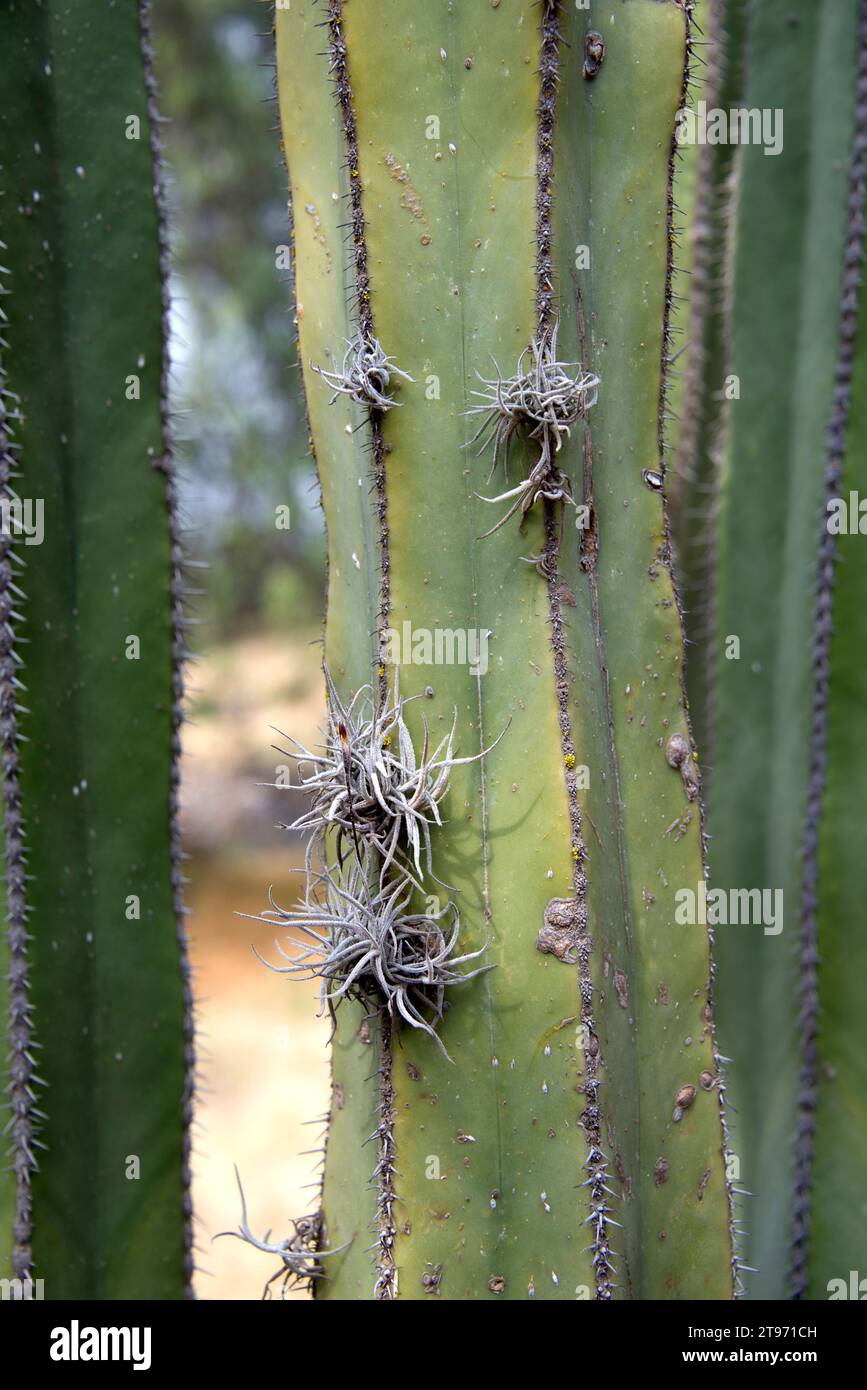 Gallinita oder heno de bola (Tillandsia recurvata) wächst auf einem mexikanischen Fencepost Kaktus (Pachycereus marginatus). Dieses Foto wurde in Teotihuacan aufgenommen, Stockfoto