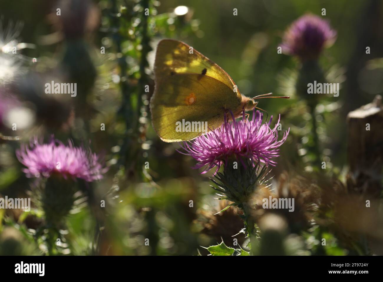 Bergers getrübter gelber Schmetterling auf den blühenden Blumen Stockfoto