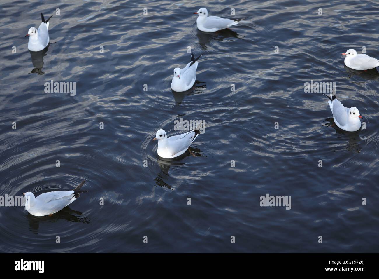 Seemäu auf dem Fluss im Sommer. Tierwelt Stockfoto