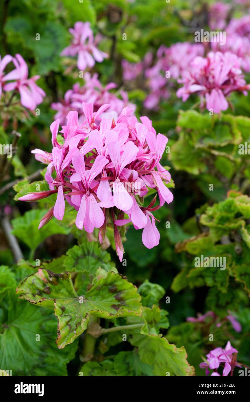 Pelargonium (Pelargonium zonale) ist ein im südlichen Afrika heimischer Strauch. Blumen und Blätter Detail. Stockfoto