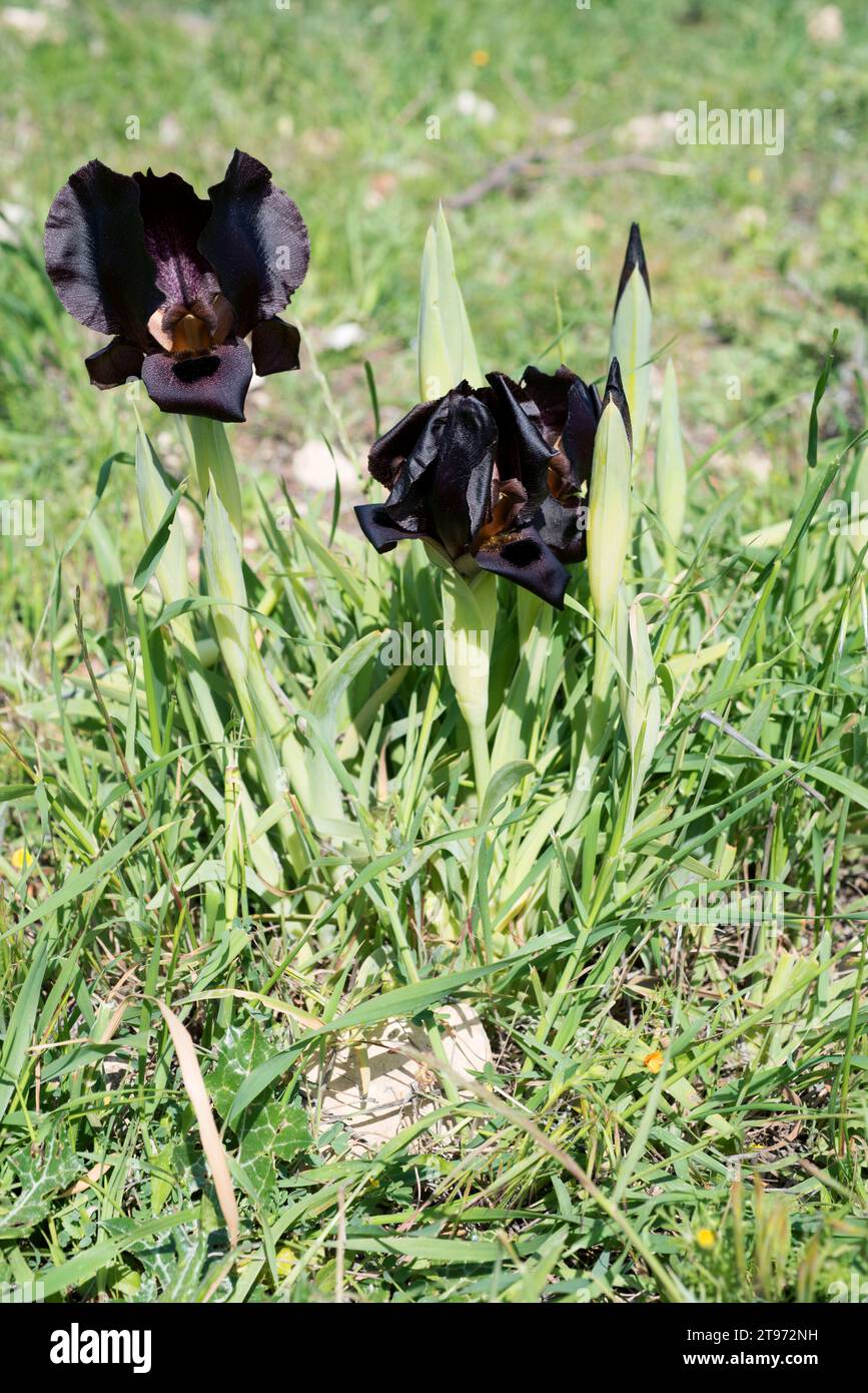 Jordan Iris (Iris nigricans) ist eine endemische Pflanze, die in Jordanien beheimatet ist. Es ist die nationale Blume von Jordanien. Dieses Foto wurde in der Nähe von Madaba, Jordanien, aufgenommen. Stockfoto
