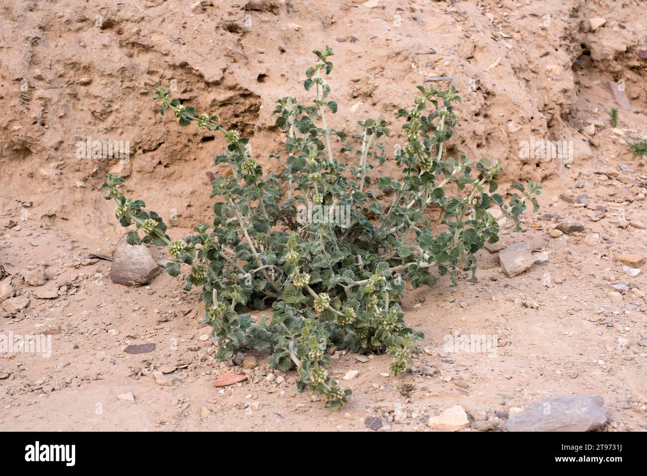 Der Weisse Pferdehund (Marrubium vulgare) ist eine mehrjährige Pflanze, die in Europa, Nordafrika und Asien beheimatet ist. Dieses Foto wurde in Petra, Jordanien, aufgenommen. Stockfoto