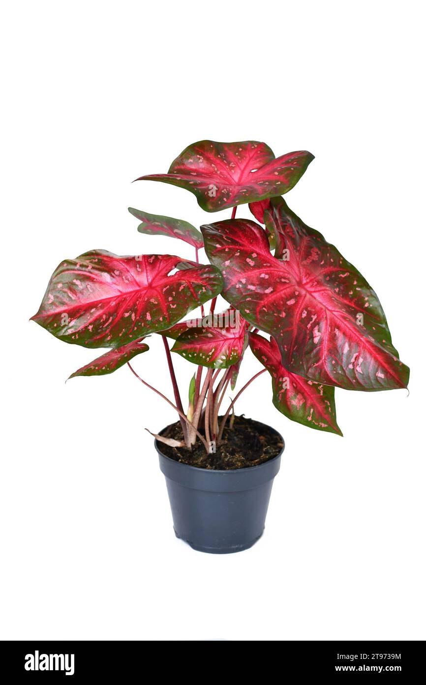 Topf exotische Caladium Red Flash Zimmerpflanze mit hellroten Blättern auf weißem Hintergrund Stockfoto