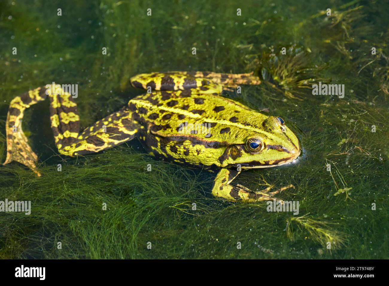 Frosch mit einem winkligen Bein im Wasser mit dickem Seegras - gemeiner Wasserfrosch Stockfoto