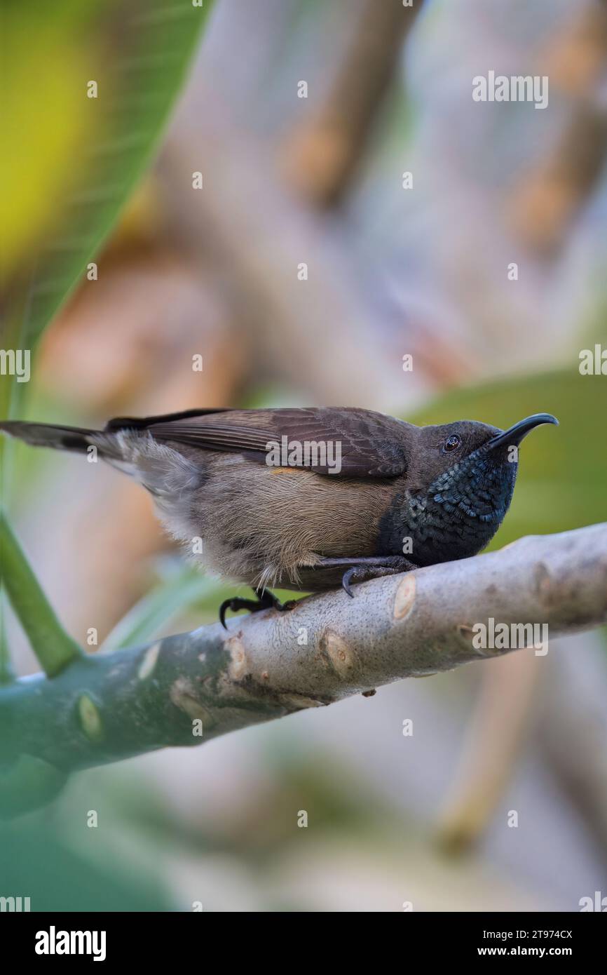 kolibri auf Frangipani-Baumzweig, unscharfer Hintergrund, Mahe, Seychellen Stockfoto