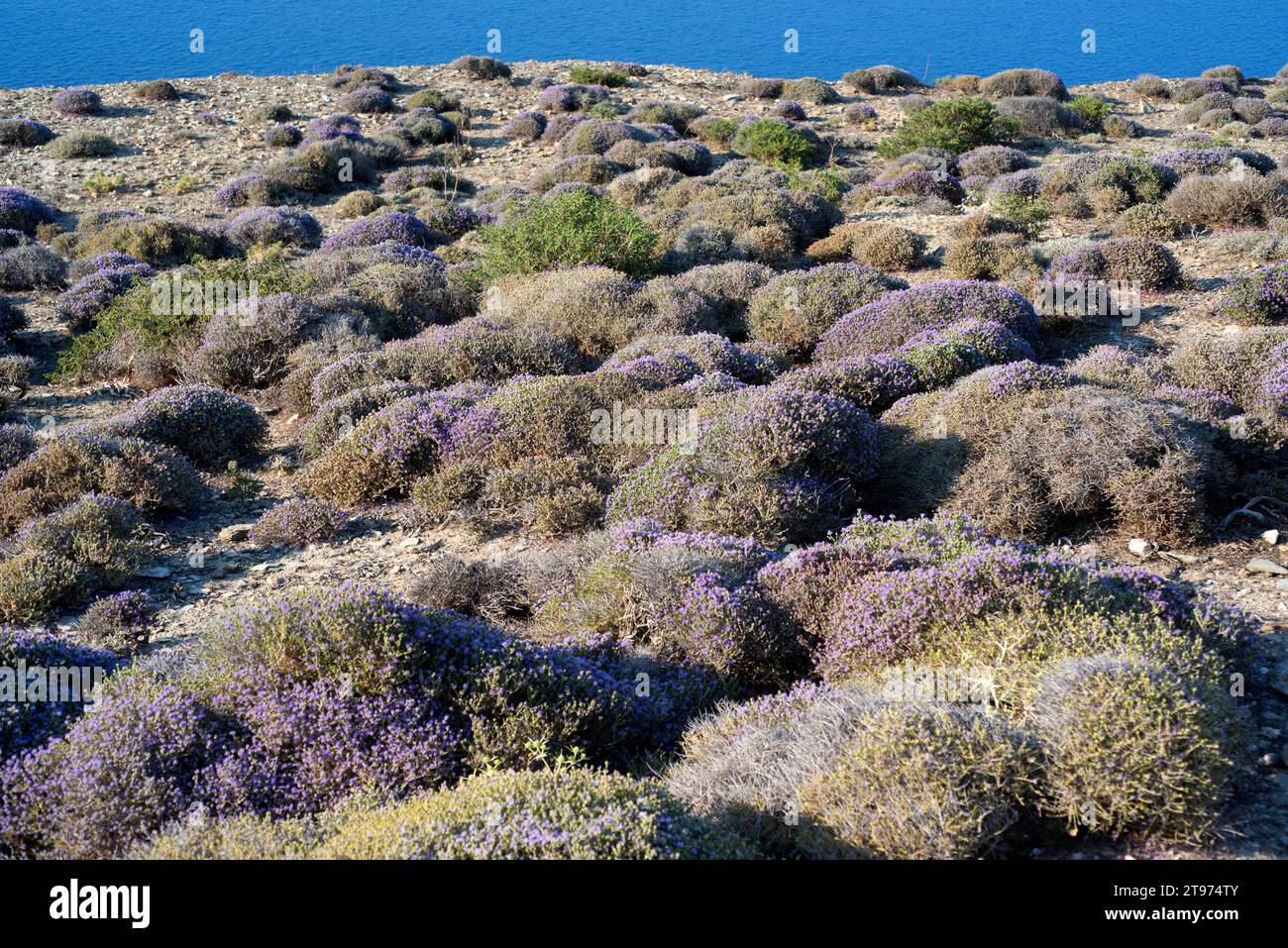 Der spanische Oregano (Thymus capitatus, Thymbra capitata oder Coridothymus capitatus) ist ein medizinischer und kompakter Sträucher, der in Küstenregionen des Medit beheimatet ist Stockfoto