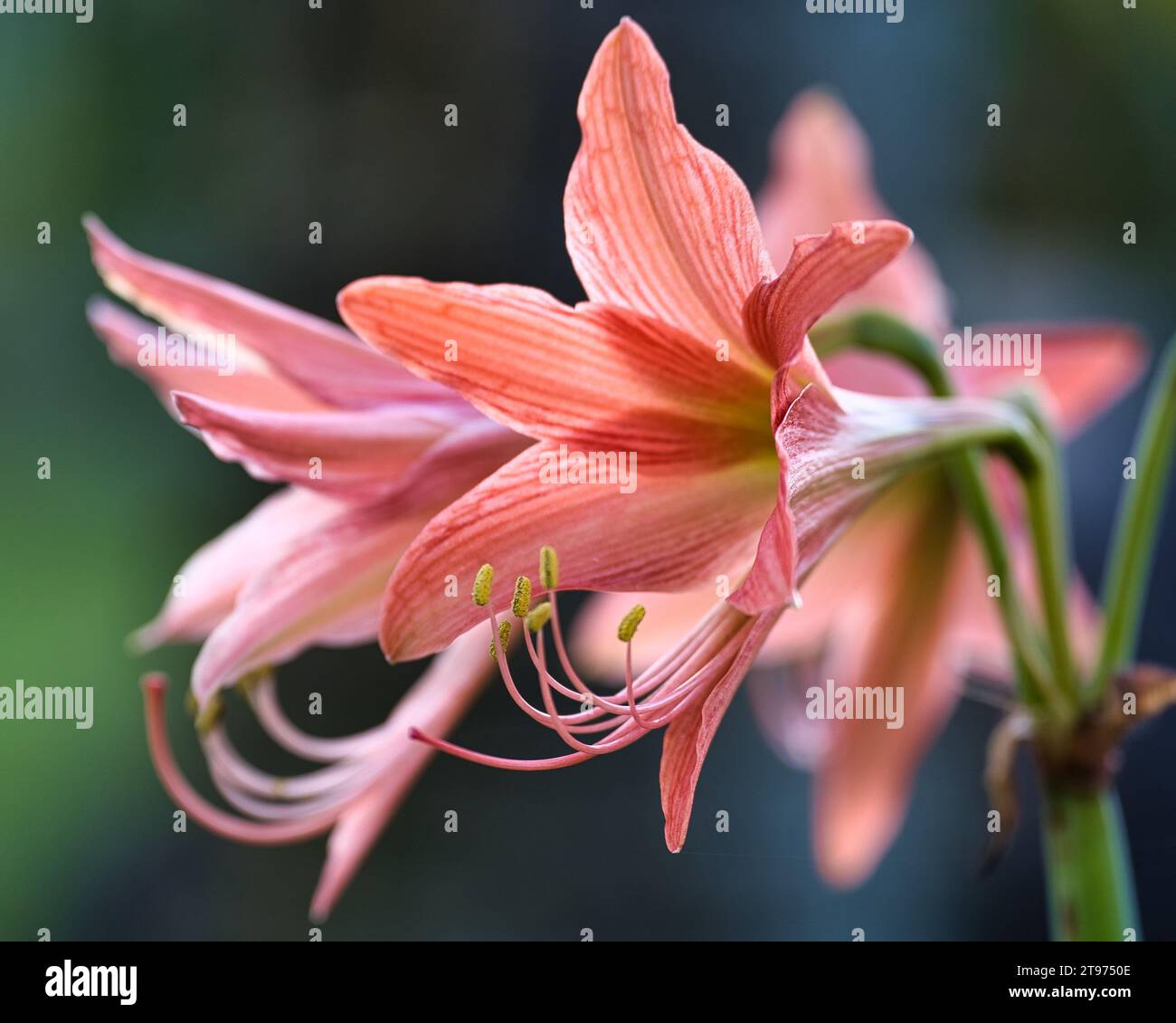 Hippeastrum striatum, die gestreifte Barbados-Lilie, eine blühende, krautige Knollenpflanze, aus der Familie der Amaryllidaceae Stockfoto