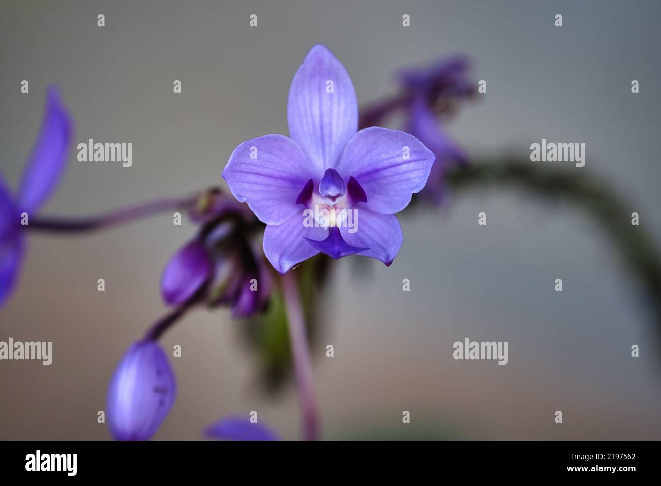 Spathoglottis plicata, auch bekannt als die philippinische Ground Orchidee oder große violette Orchidee, ist eine immergrüne Orchidee Stockfoto