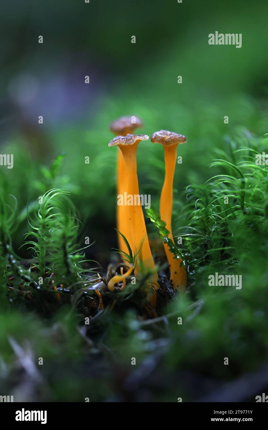 Craterellus lutescens, auch bekannt als Cantharellus lutescens, allgemein bekannt als Gelber Fuß oder Golden Chanterelle, wilder Pilz aus Finnland Stockfoto