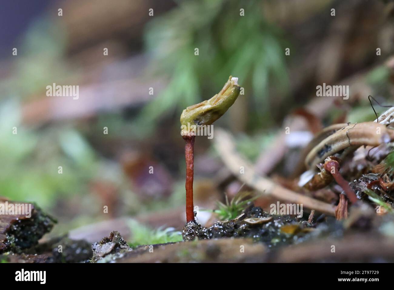 Buxbaumia viridis, allgemein bekannt als grünes Schildmoos, fruchtbare Sporophyten, die in Finnland fotografiert wurden Stockfoto