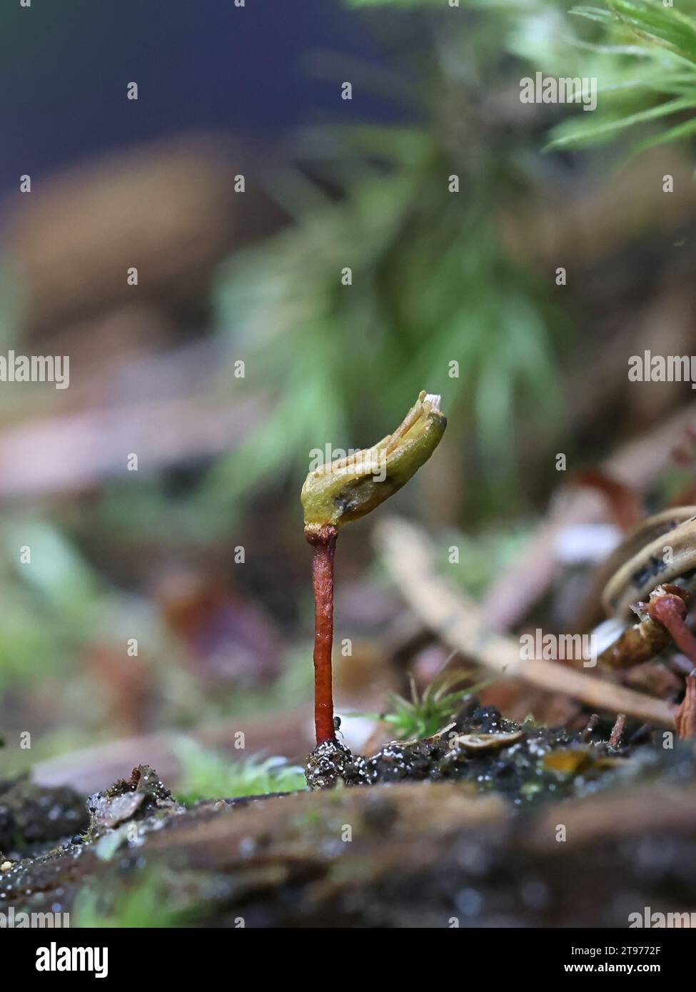 Buxbaumia viridis, allgemein bekannt als grünes Schildmoos, fruchtbare Sporophyten, die in Finnland fotografiert wurden Stockfoto