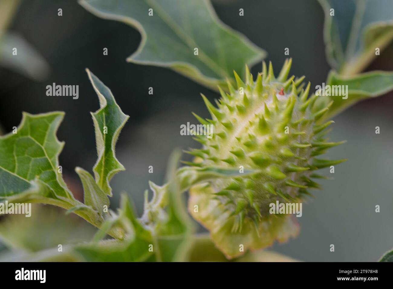 Datura Stramonium, bekannt unter den gebräuchlichen Namen, Jimson Weed, Stinkkraut, Loco Weed, koreanischer Morgenruhm, Jamestown Weed, Dornapfel, Engelstrompete, d Stockfoto