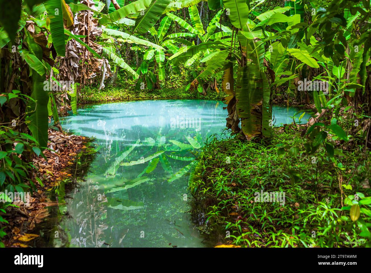 Transparentes Wasserauge inmitten von Bananenbäumen in Brasilien Stockfoto