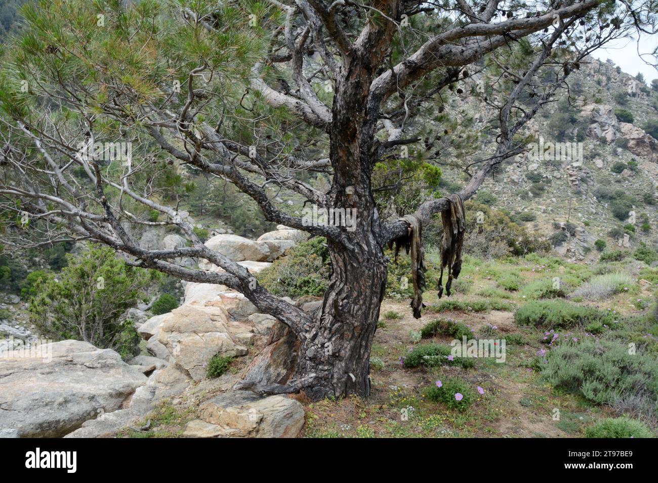 Ein Paar Ziegenfelle oder Ziegenfelle versteckt sich auf einem Baum in den Bergen oberhalb des Dorfes NAS auf der griechischen Insel Ikaria in Griechenland. Stockfoto