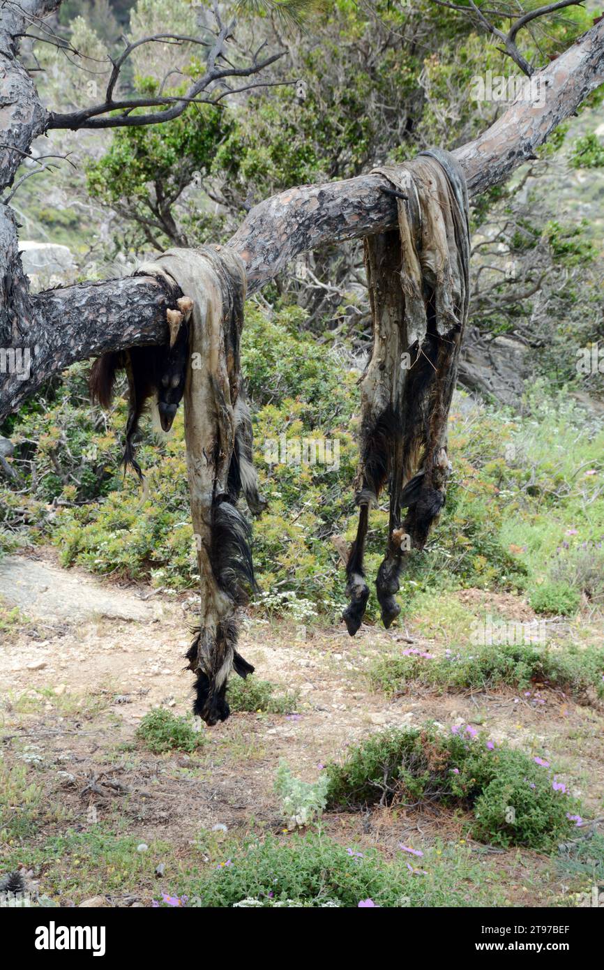 Ein Paar Ziegenfelle oder Ziegenfelle versteckt sich auf einem Baum in den Bergen oberhalb des Dorfes NAS auf der griechischen Insel Ikaria in Griechenland. Stockfoto